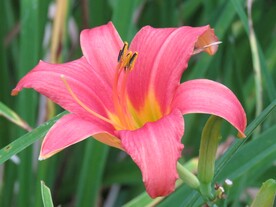 鲜花