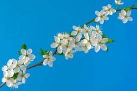 梅花