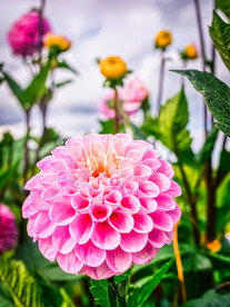 鲜花