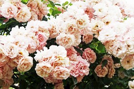 玫瑰花