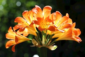 鲜花