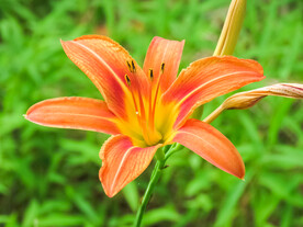 鲜花