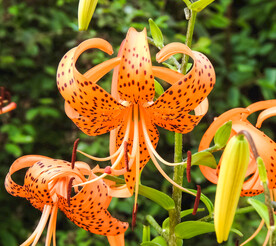 鲜花
