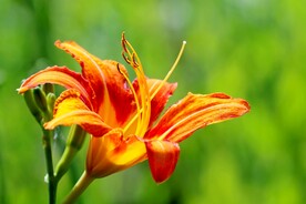鲜花