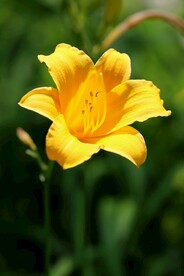 鲜花