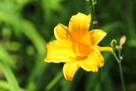 鲜花