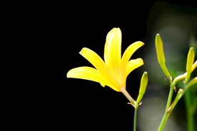 鲜花