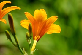 鲜花
