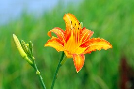 鲜花