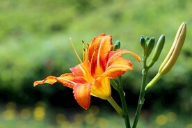 鲜花