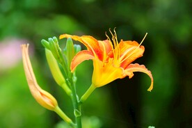 鲜花