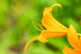 鲜花