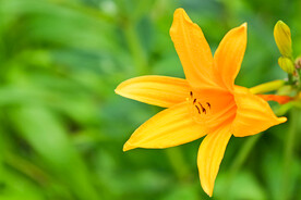 鲜花