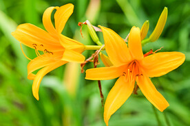 鲜花