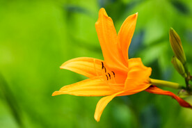 鲜花