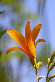 鲜花