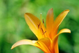 鲜花