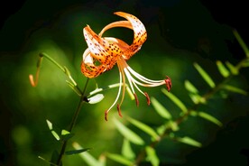 鲜花