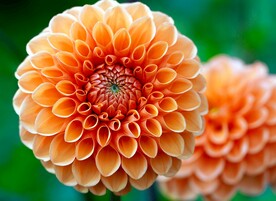 鲜花