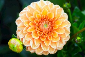鲜花