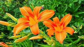 鲜花
