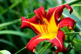 鲜花