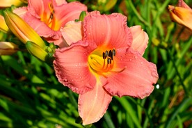 鲜花