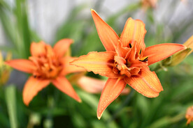 鲜花
