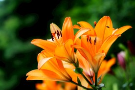鲜花