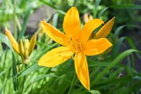 鲜花