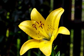 鲜花