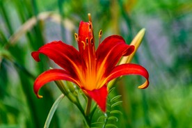 鲜花