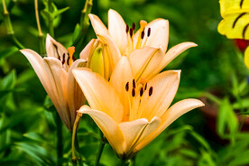 鲜花