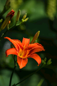 鲜花