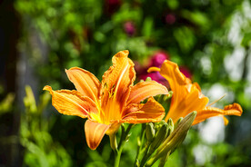 鲜花