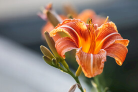 鲜花