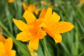 鲜花