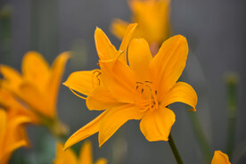 鲜花