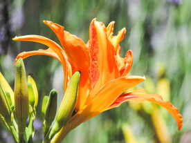 鲜花