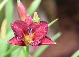 鲜花