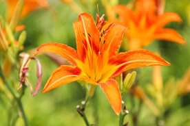 鲜花