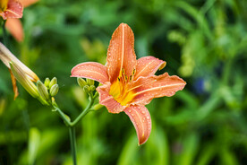鲜花