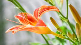 鲜花