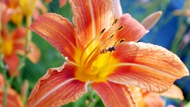 鲜花