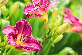 鲜花