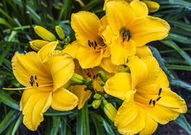 鲜花