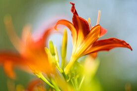 鲜花
