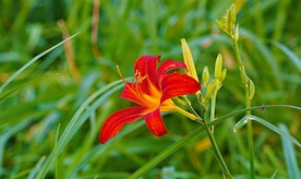 鲜花