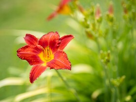 鲜花