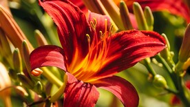 鲜花